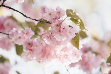 Çiçekli sakura ağacı dalı. Bahar zamanı açık hava sahnesi