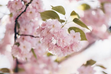 Yumuşak ışıkta güzel açık pembe sakura ağacı çiçekleri. Bahar zamanı çiçek arkaplanı 