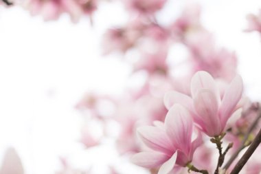 Pembe manolya çiçeği. Güzel bahar açık hava sahnesi