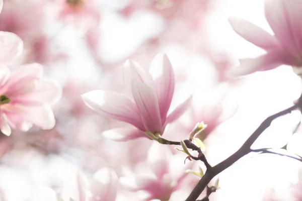 Scena primaverile con fiori di magnolia in fiore e sfondo sfocato — Foto Stock