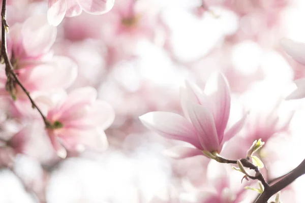Fiori di magnolia rosa. Bella scena all'aperto primaverile — Foto Stock