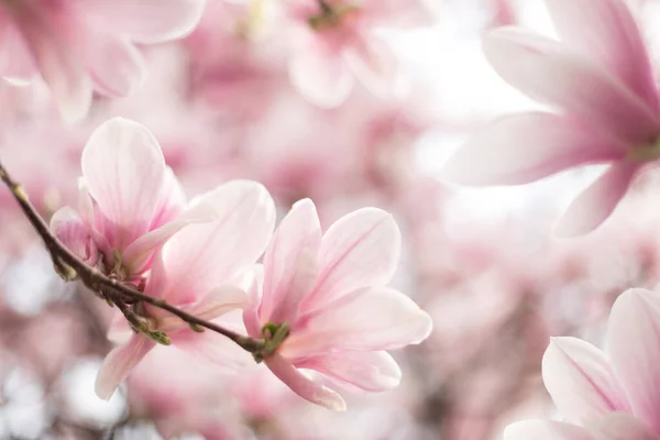 Blooming branch of magnolia tree in spring time. Close up — Stock Photo, Image