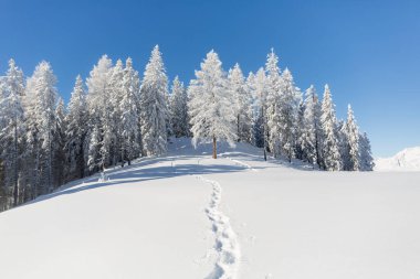 Kış doğası. Karla kaplı köknar ağaçları ve kış tepelerinde ayak izleri.