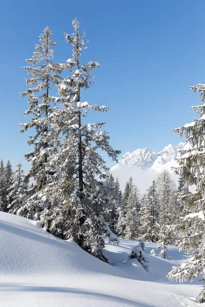 Téli erdős táj havas fenyőfákkal. Osztrák Alpok — Stock Fotó
