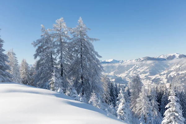 Téli erdő táj havas fenyőfák ragyognak a napon. Osztrák Alpok — Stock Fotó