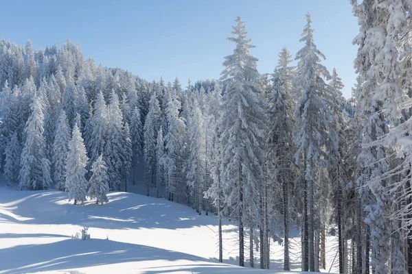 Téli erdő táj az osztrák Alpokban. Természetvédelmi háttér — Stock Fotó