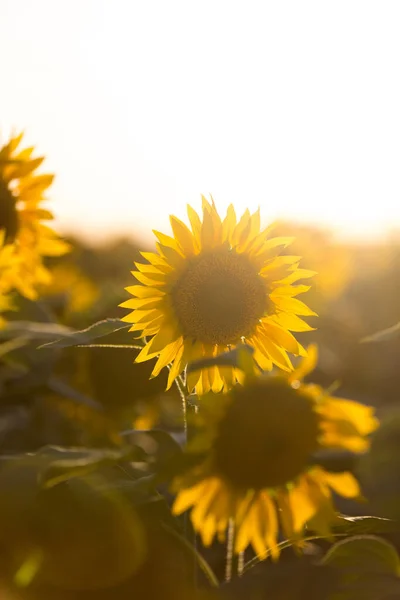 Slunečnice na západě slunce. Barevné přírodní pozadí — Stock fotografie