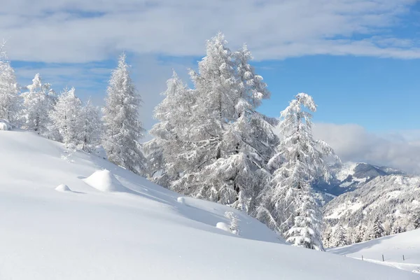 Paesaggio forestale invernale con abeti innevati che brillano sul sole. Alpi austriache — Foto Stock