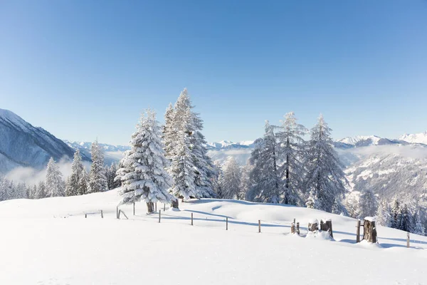 Paesaggio naturale invernale con abeti innevati. Alpi austriache — Foto Stock
