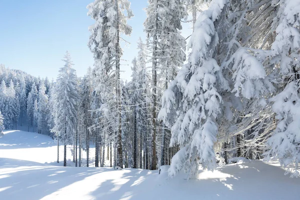 Havas erdő téli háttér. Napos fagy időjárás a hegyekben — Stock Fotó