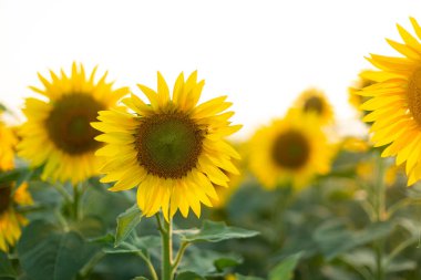 Renkli sarı ayçiçekleri olan yaz çiçekleri