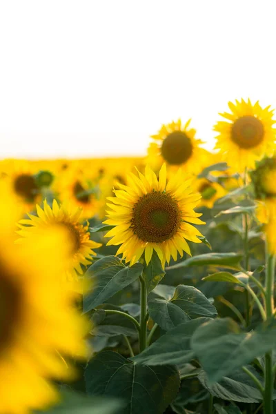 우크라 이나의 들판에서 피어나는 해바라기 — 스톡 사진