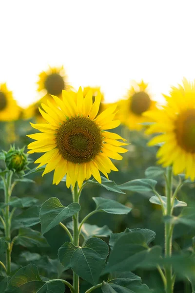 Bulanık bir arka planda sarı ayçiçeği. Çiçek sahnesi