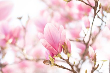 Bahar çiçeği arkaplanı. Güzel açık pembe manolya çiçekleri yumuşak ışıkta