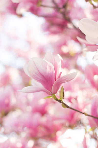 Bellissimo fiore di magnolia rosa chiaro. primavera scena all'aperto — Foto Stock