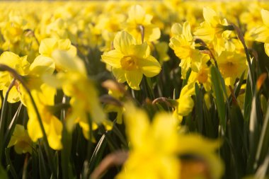 Bahar arka planı. Sarı nergisler Akşam ışığında çiçek tarlaları