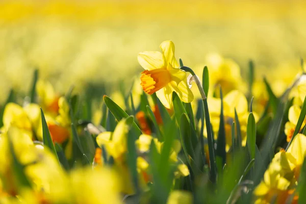 Primo piano del campo di fiori gialli narcisi alla luce della sera — Foto Stock