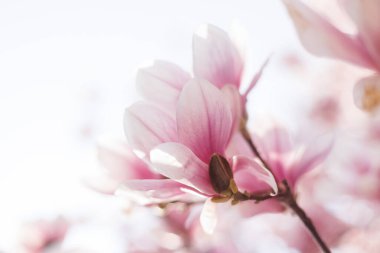 Bahar çiçeği arkaplanı. Güzel açık pembe manolya çiçekleri yumuşak ışıkta