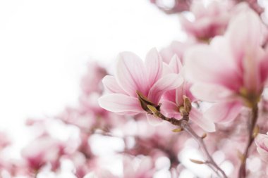 Güzel açık pembe manolya çiçekleri yumuşak ışıkta
