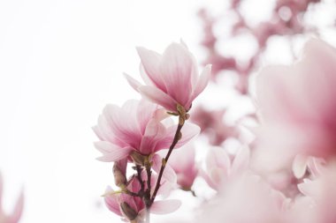 Pembe manolya çiçeği. Bahar çiçekli açık hava sahnesi