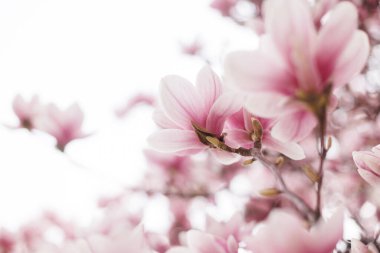  Bahar konsepti Yumuşak ışıkta çiçek açan manolya ağacı dalı