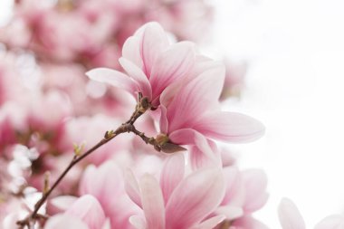 Pembe manolya çiçeği. Güzel bahar açık hava sahnesi