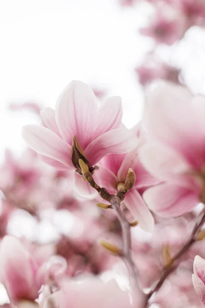 Primo piano di fiore di magnolia, sfondo floreale, messa a fuoco morbida — Foto Stock