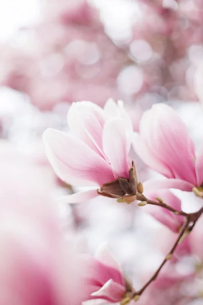 Primo piano di rosa magnolia albero fiore con sole caldo — Foto Stock