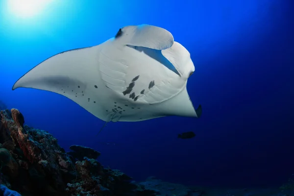 Manta ray — Stock Photo, Image