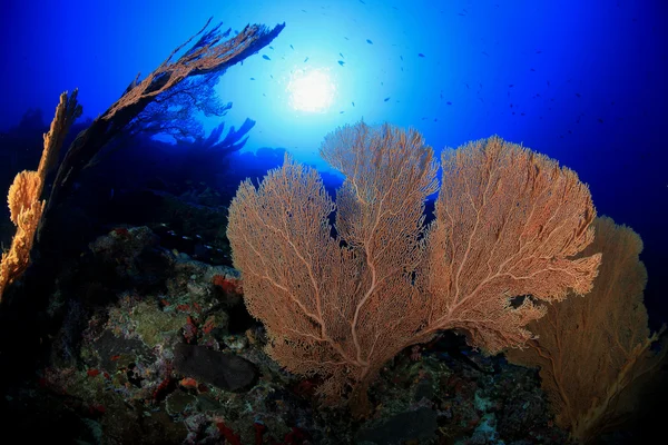 Coral garden — Stockfoto