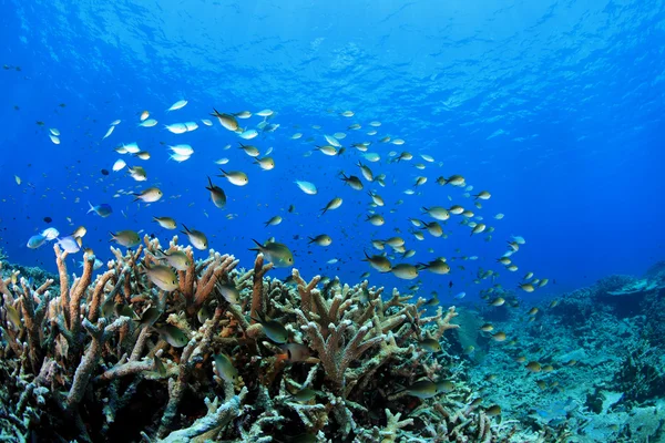 Arrecife de coral — Foto de Stock