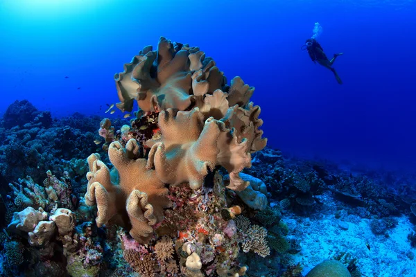 Arrecife de coral —  Fotos de Stock