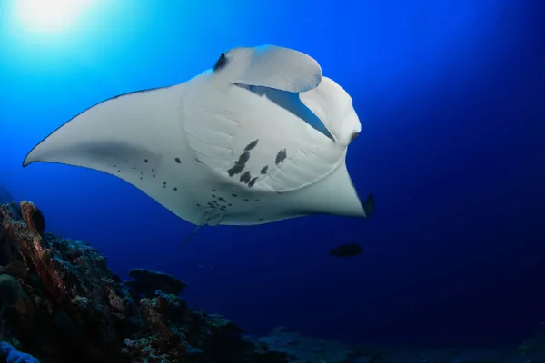 Manta Ray Stock Obrázky