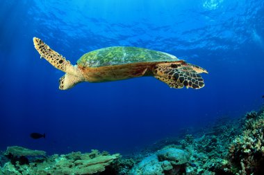 deniz kaplumbağası
