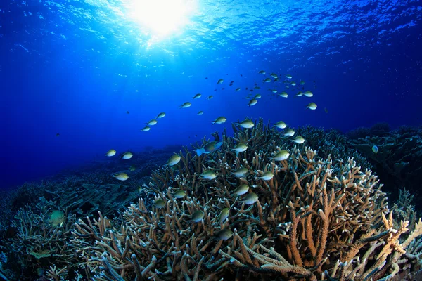 Arrecife de coral —  Fotos de Stock