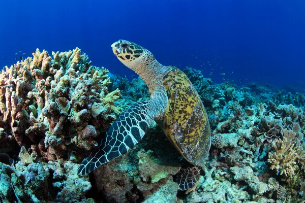 Zeeschildpad — Stockfoto