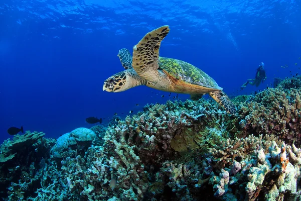 Sea turtle — Stock Photo, Image