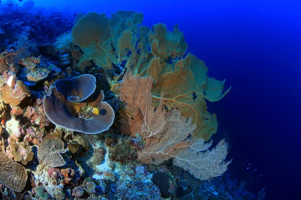 Arrecife de coral — Foto de Stock