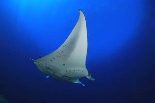 Manta Ray — Stockfoto