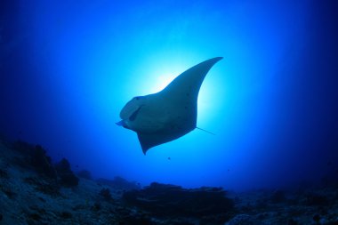 Manta Işını
