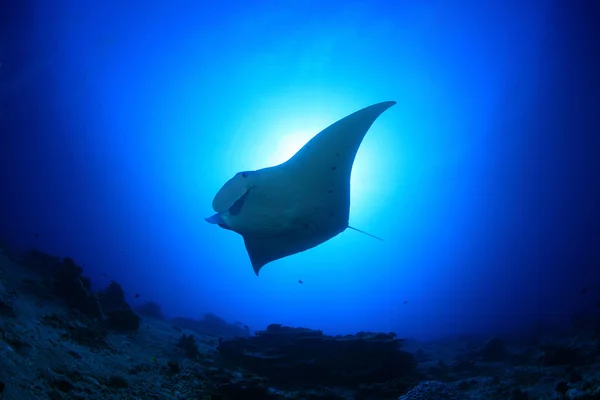 Manta Ray. — Foto de Stock