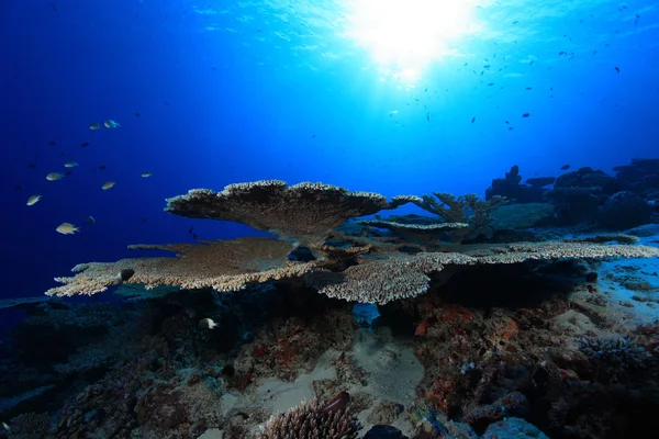 Arrecife de coral — Foto de Stock