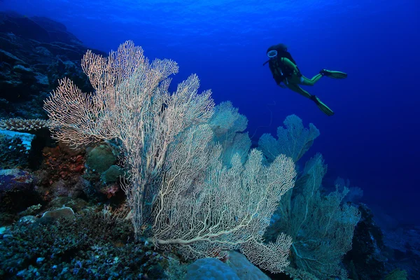 Barriera corallina — Foto Stock