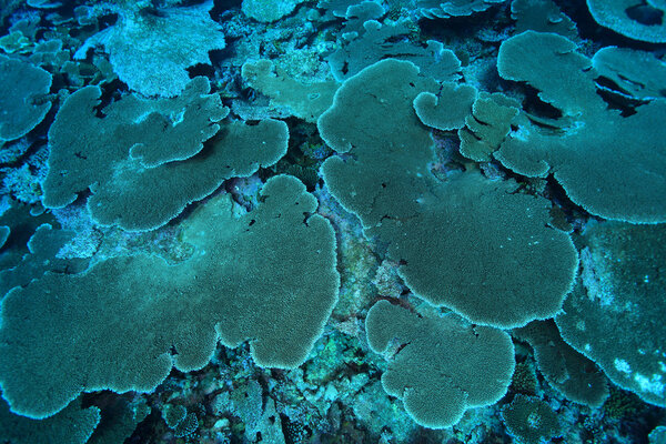 Coral reef