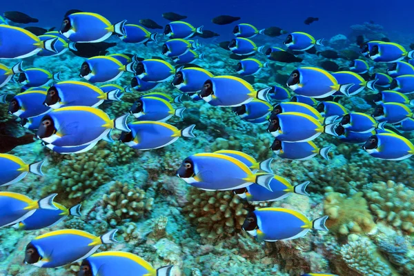 Surgeonfish Ліцензійні Стокові Фото