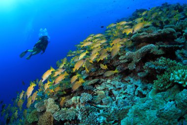 Tropikal Mercan Resifi