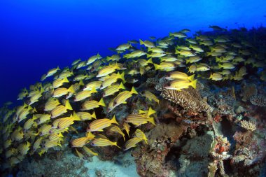 Bluestripe snappers