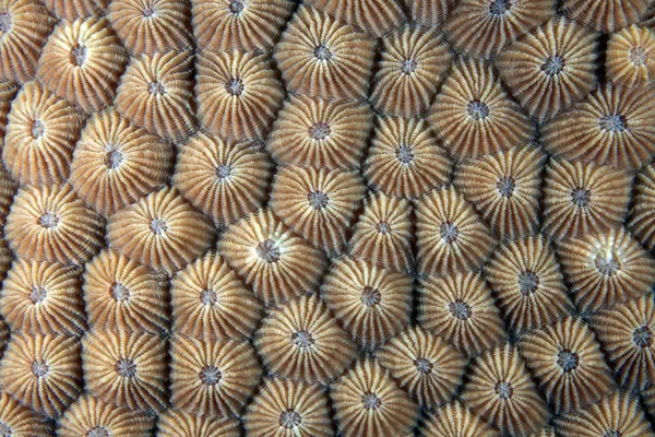 Stony coral — Stockfoto