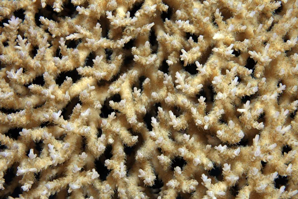 Coral pedregoso — Foto de Stock