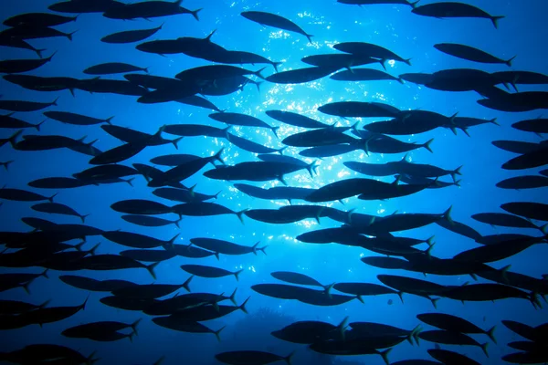 Shoal van fish — Stockfoto